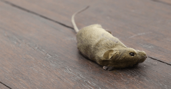 Pisei No Rato Morto: E Agora? Como Saber Se Estou Doente?