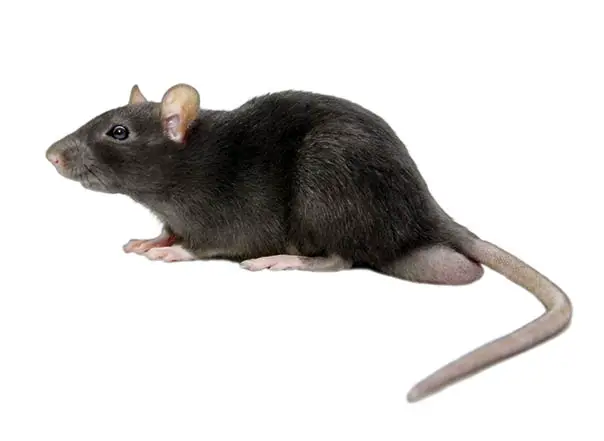 Rato-Preto