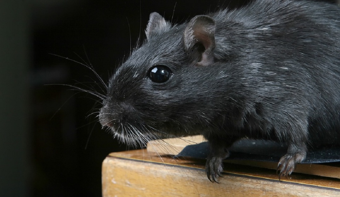 Rato Preto