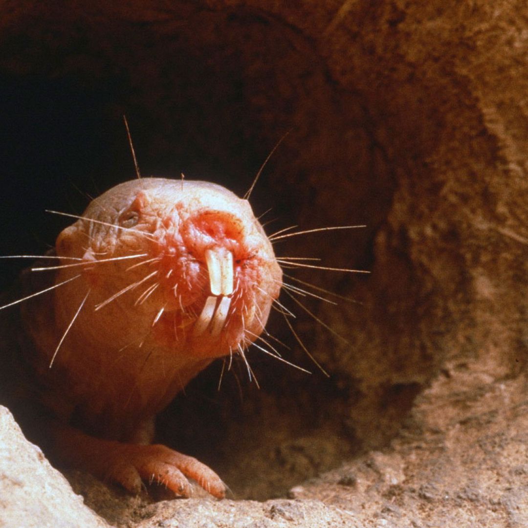 Rato Toupeira Dentro do Buraco
