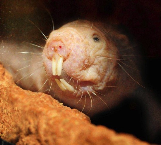 Rato Toupeira Fotografado de Perto Enquanto Cava