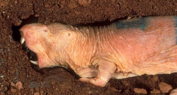 Rato Toupeira se Alimentando