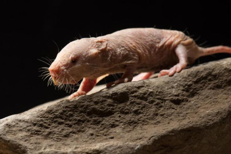 Rato Toupeiro Procurando Comida