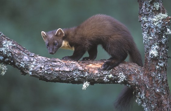 Rato Zibelina: Características, Nome Cientifico, Habitat e Fotos