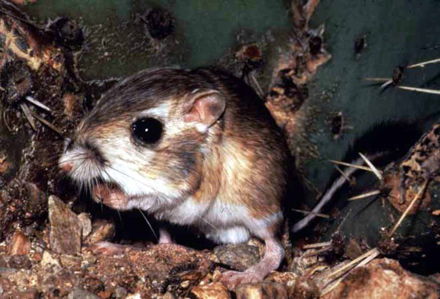 Rato da Família Heteromyidae