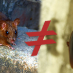 Rato e Barata