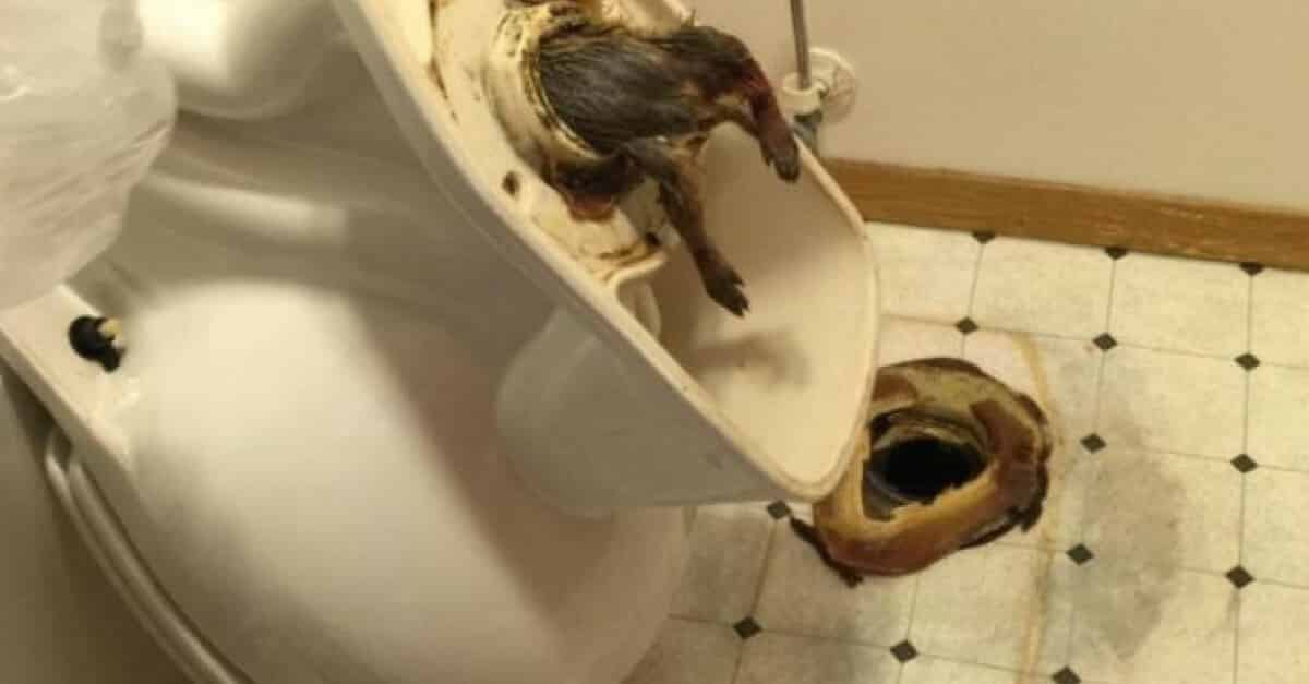 Rato no Vaso
