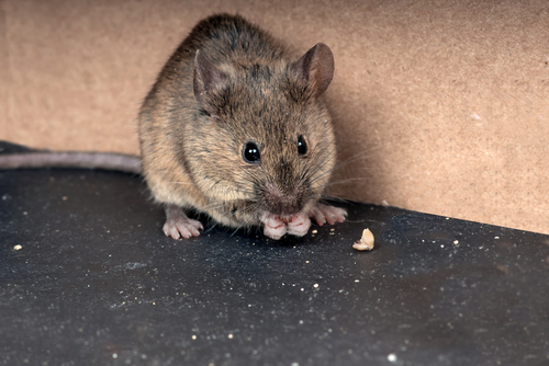 Rato se Alimentando 