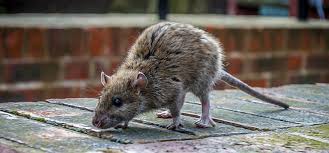 O Rato Urina de Quanto em Quanto Tempo?