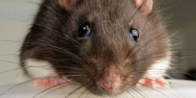 Ratos Tem Medo De Pessoas? Eles Fogem Dos Homens? | Mundo Ecologia
