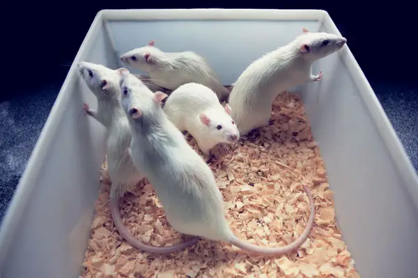 Ratos Como Cobaias