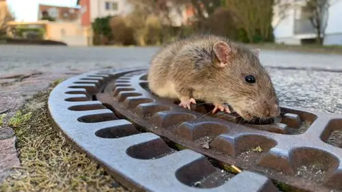 Ratos em Nova York