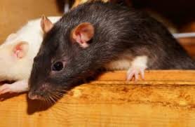 O Que Fazer Para Acabar Com Ratos no Forro de Casa?