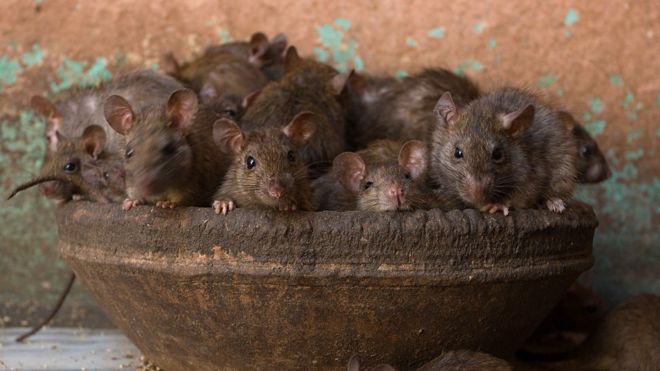 Punhado de Ratos