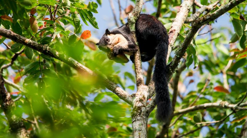 Ratufa Bicolor