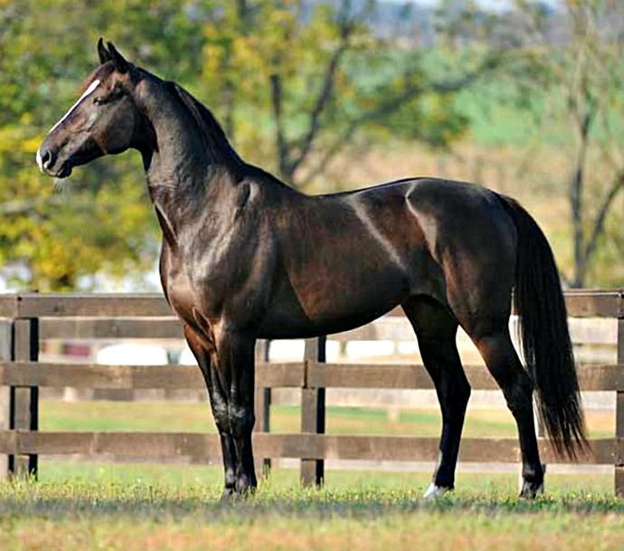 Raça de Cavalo Standardbred: Características, História e Fotos