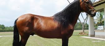 Raça de Cavalo Crioulo: Características, História, Origem e Fotos
