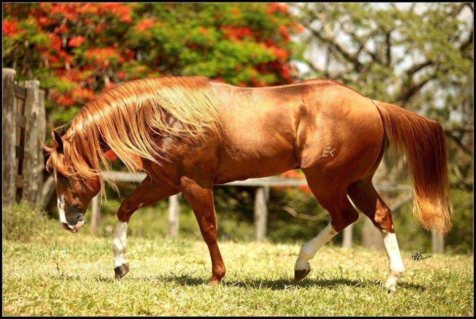 Raça de Cavalo Quarto de Milha