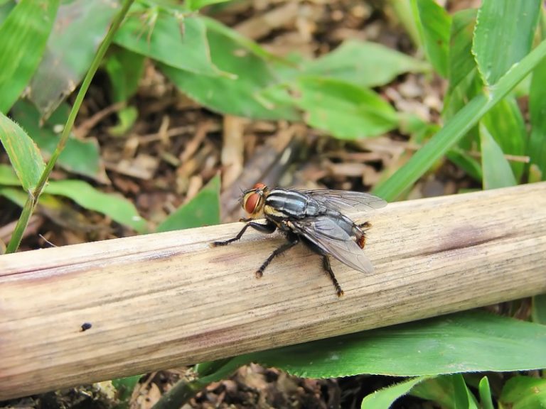 Reprodução da Mosca Mosca dos Estábulos