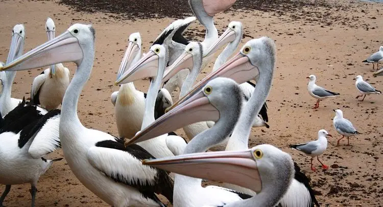 Reprodução do Pelicano