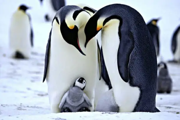 Reprodução dos Pinguins