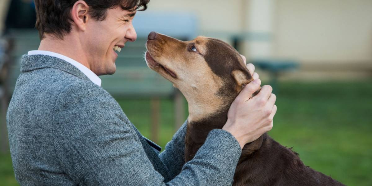 Respeito dos Cães com os Donos