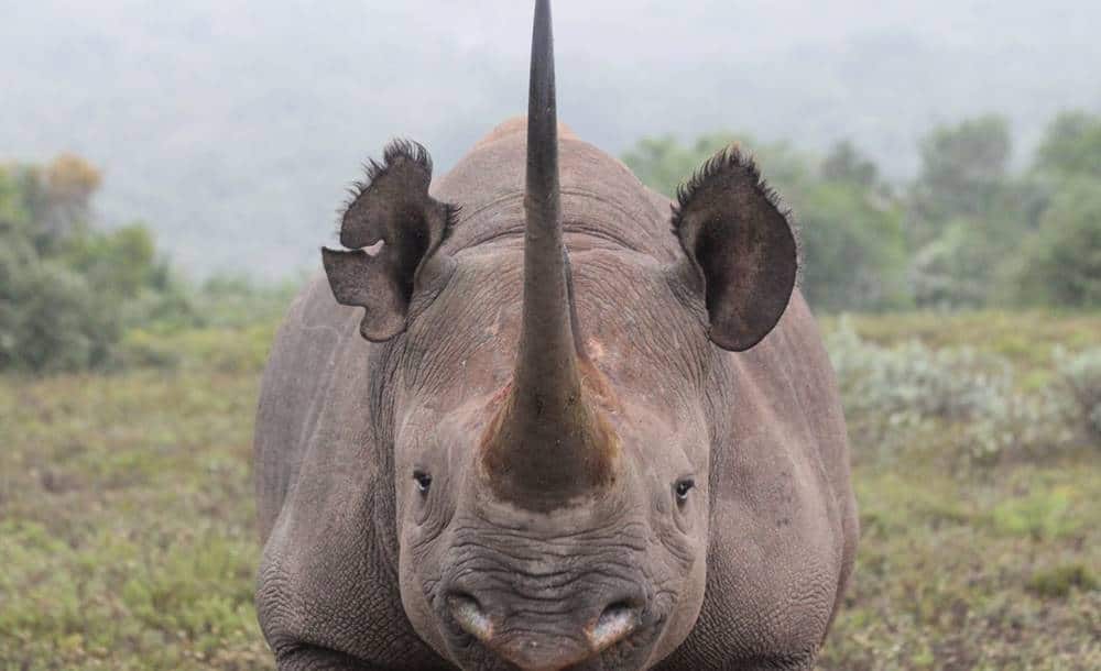 Rinoceronte Fotografado de Frente