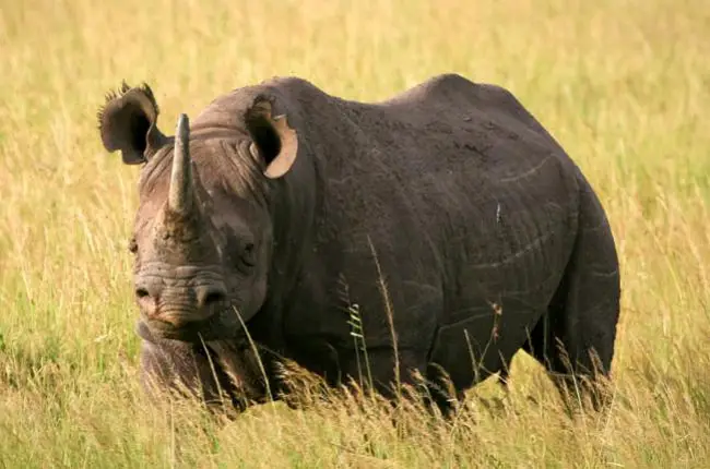 Rinoceronte Negro do Oeste Africano
