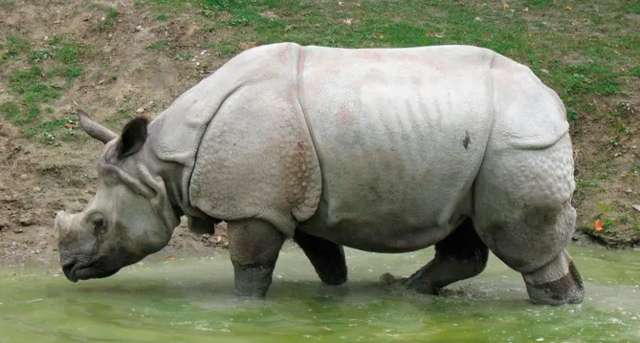 Rinoceronte-de-Java