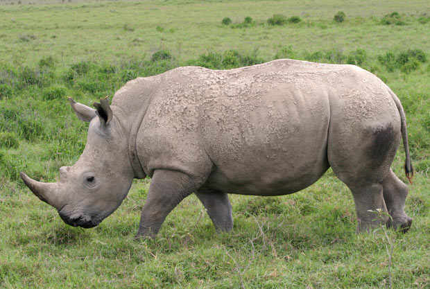 Quantos Rinocerontes Existem no Mundo? Ele Está em Extinção?