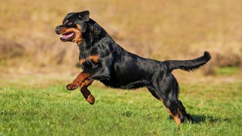 Rottweiler Fotografado em Movimento 