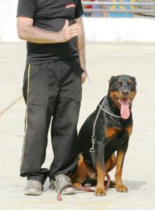 Rottweilers Com o Dono