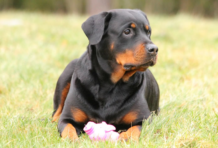 Rottweilers Deitado na Grama