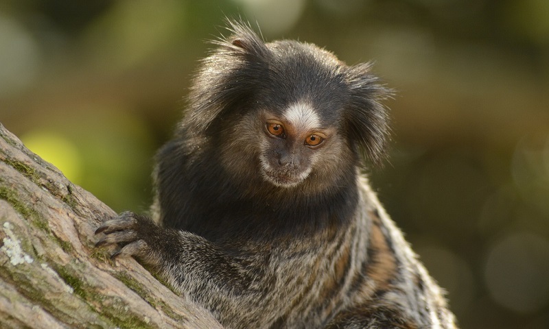 Sagui vendido ilegalmente é resgatado em Santos 