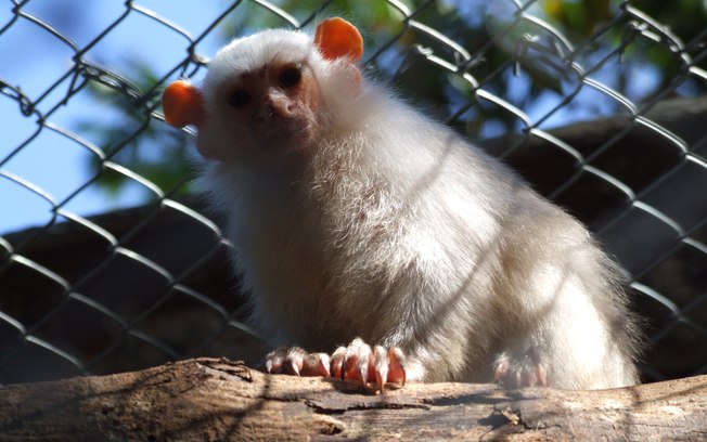 Sagui-Branco Dentro do Cativeiro