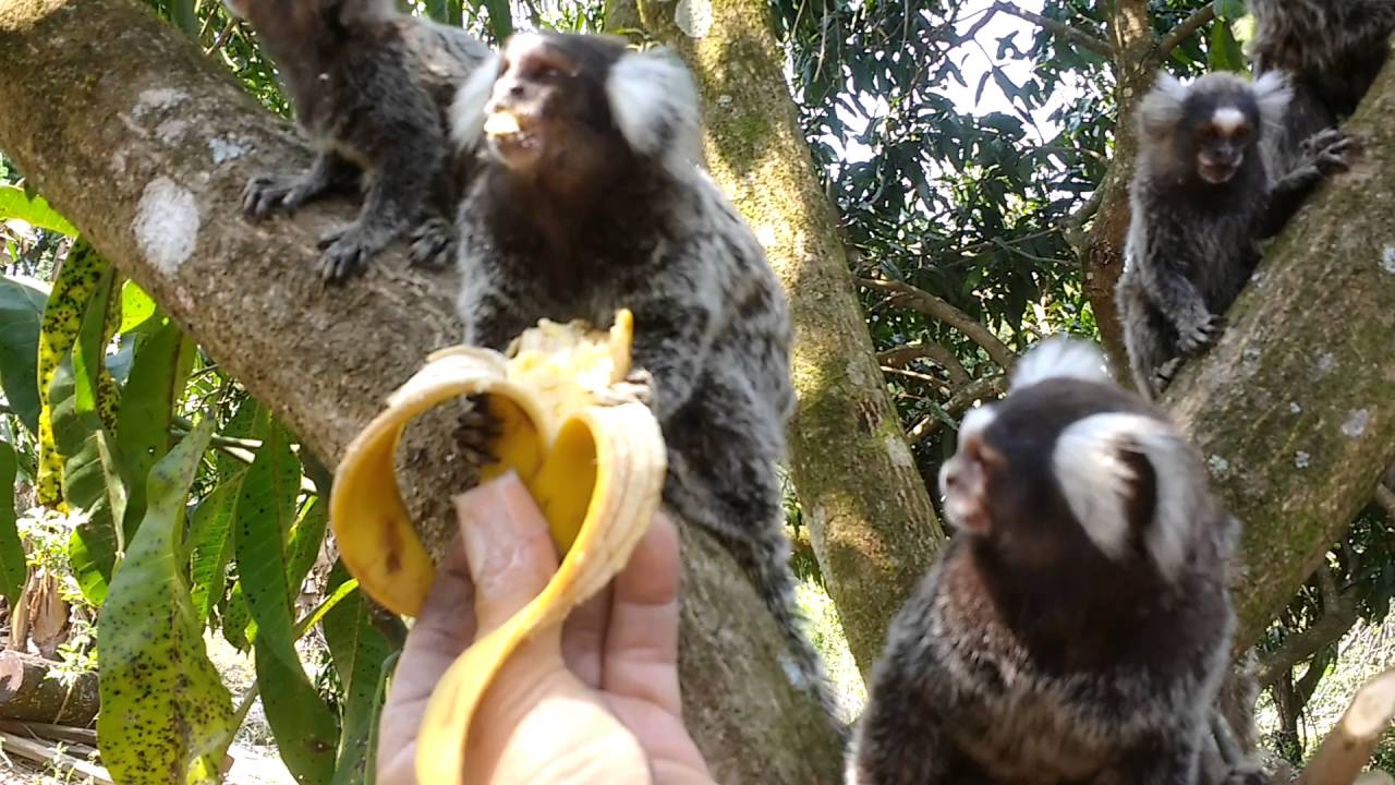 Sagui Comendo