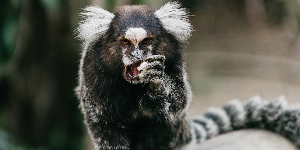 Comportamento do Sagui, Hábitos e Modo de Vida do Animal