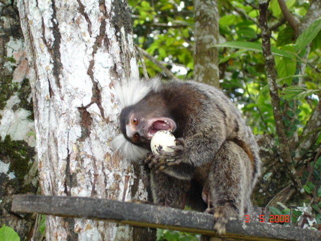 Sagui Comendo 