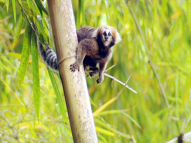 Sagui-Da-Serra-Escuro