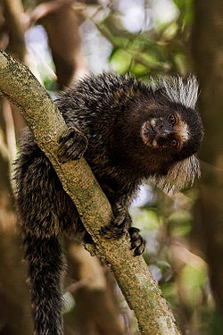 Sagui De Cabeça Buffy