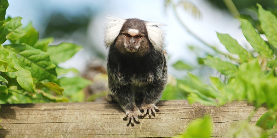 Sagui-De-Pés-Brancos: Características, Nome Científico e Fotos