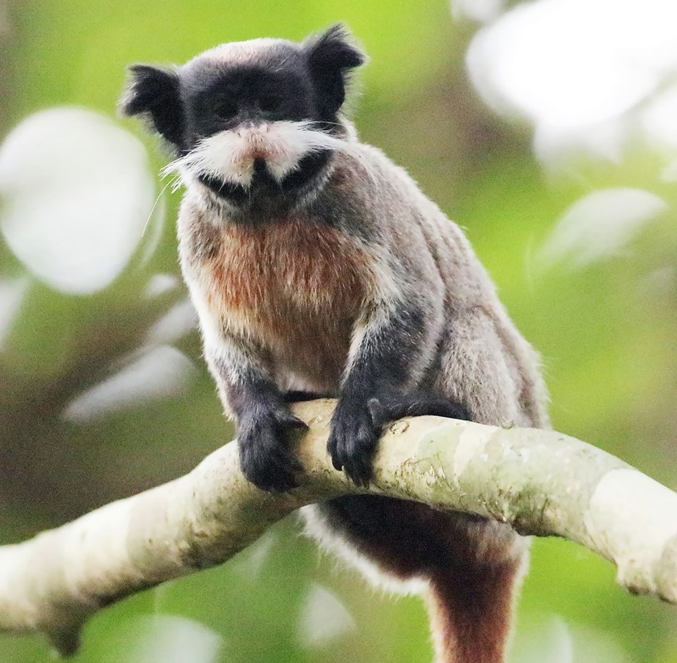 Sagui Imperador