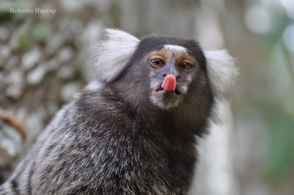 Habitat do Sagui: Onde Eles Vivem?