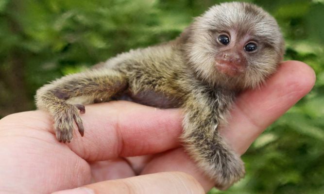 Sagui-do-Murukundu, Sagui-de-Rabo-Branco: Características | Mundo Ecologia