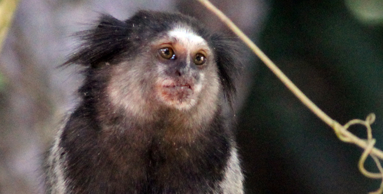 Sagui-Preto: Características, Nome Cientifico, Habitat e Fotos