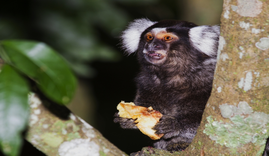 Sagui-da-Serra-Escuro Comendo