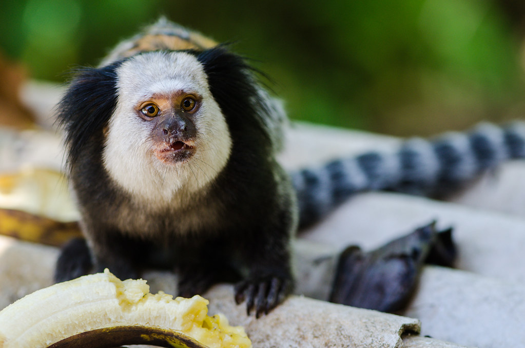 Sagui-de-Cara-Branca se Alimentando