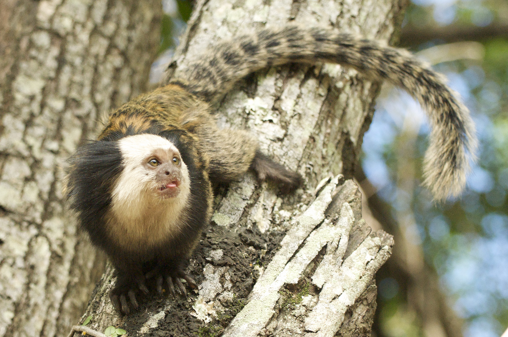 Sagui-de-Cara-Branca 