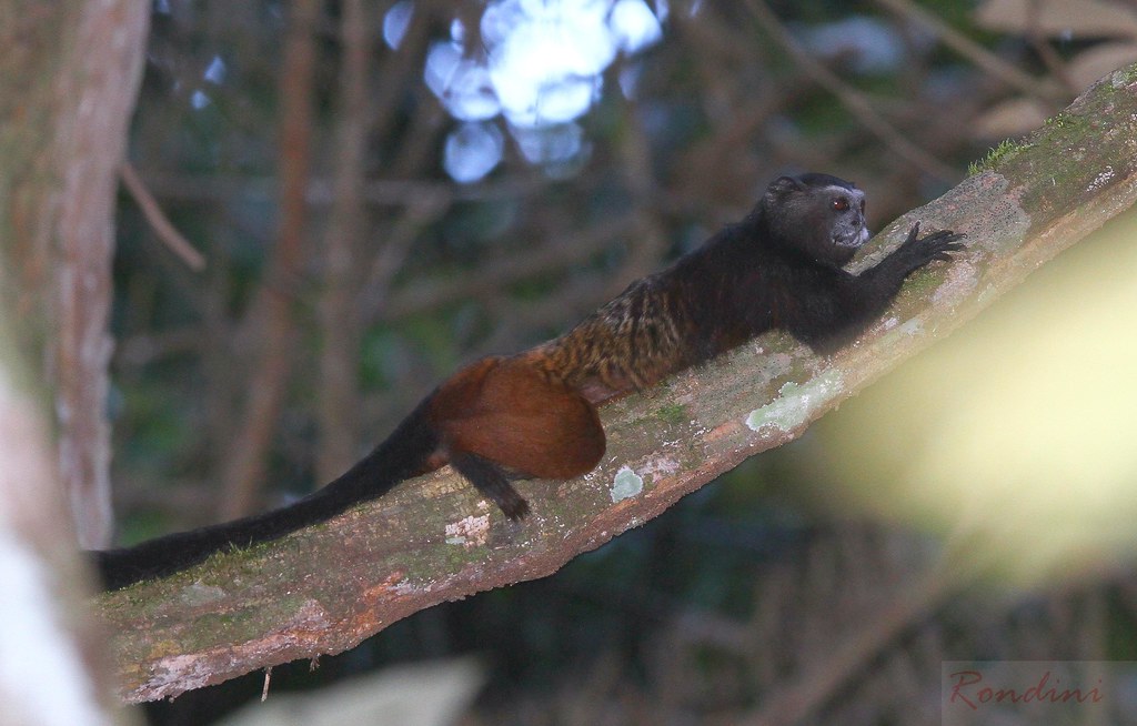 Sagui-de-Cara-Suja Abraçado Deitado na Árvore 