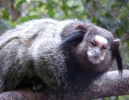 Sagui-de-Kuhl